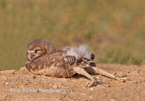 zooophagous:  chasingthehawk:  I really have to question this owl’s survival skills…  L