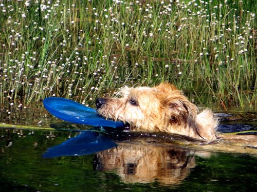 The only thing she loves more than swimming is her Frisbee! Swimming dog 