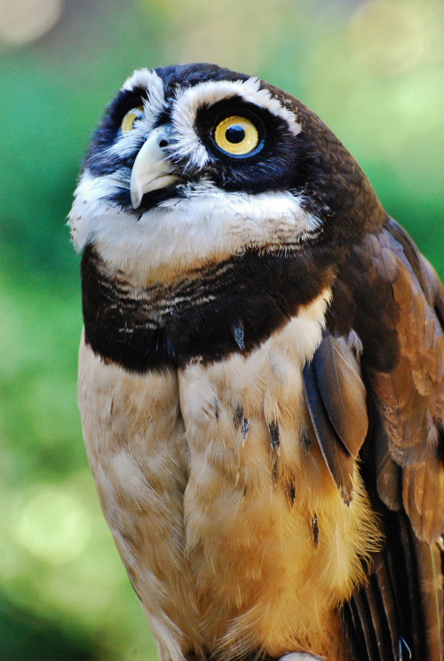 tuaari:Specatcled owl