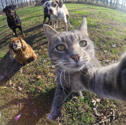 lokiwholockfactory:  boredpanda:    This Selfie Taking Cat Takes Better Selfies Than You    @iamthebadwolf85 