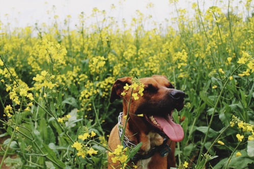 Bandit enjoying our run through the flower field. (Anna Xenitelis, 2015.)