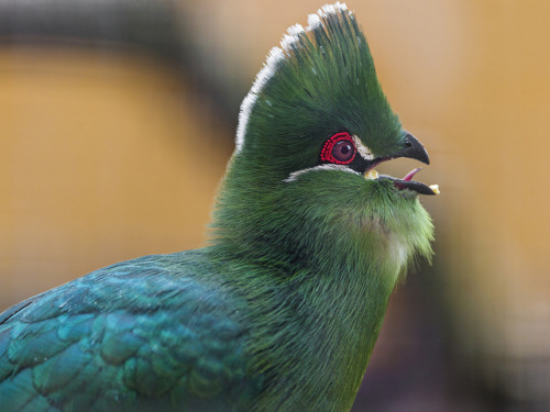 deboracpq:Profile of a nice green crested bird by Tambako the Jaguar on Flickr. 