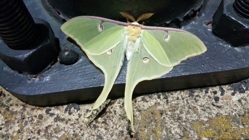 rosespirit:We found a Luna moth in the parking lot!!! It was the cutest fuzziest thing oh goshIt was