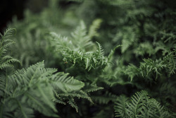 cinnamonthursdays: Dive into the green By Karolina Koziel Website | Instagram | Pinterest | Tumblr 