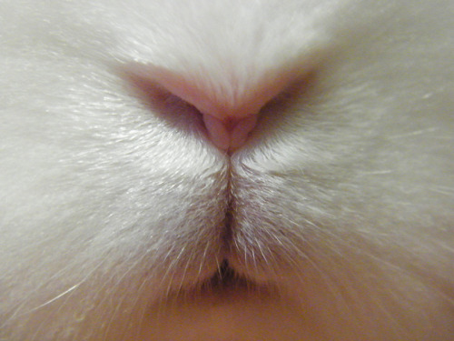 fortunas-sands: Bunny nose.