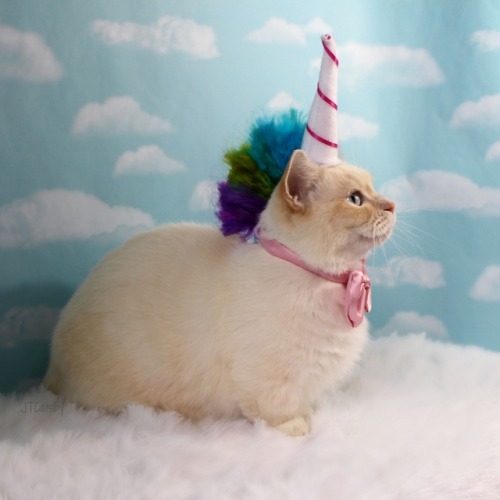 jtcatsby:This cute little Caticorn is stopping by to say Happy Unicorn Day!!! It&rsquo;s National Un