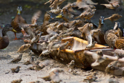 gcphotographer:  Berlin . Birds . 2013 