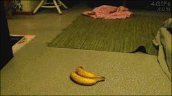 4gifs:  Cat goes bananas [video]  :D :D :D