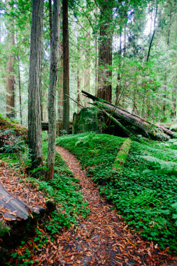 wanderthewood:  California redwoods by Miko£aj