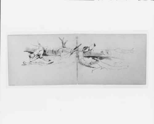 Study of a Fallen Tree (from sketchbook), David Johnson, American Decorative ArtsGift of Martha J. F