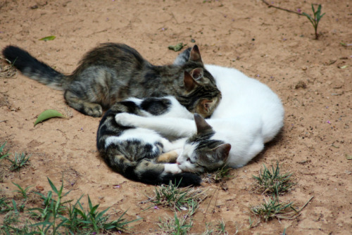 useless-greecefacts:cute Greek cats I’ve met 2/?