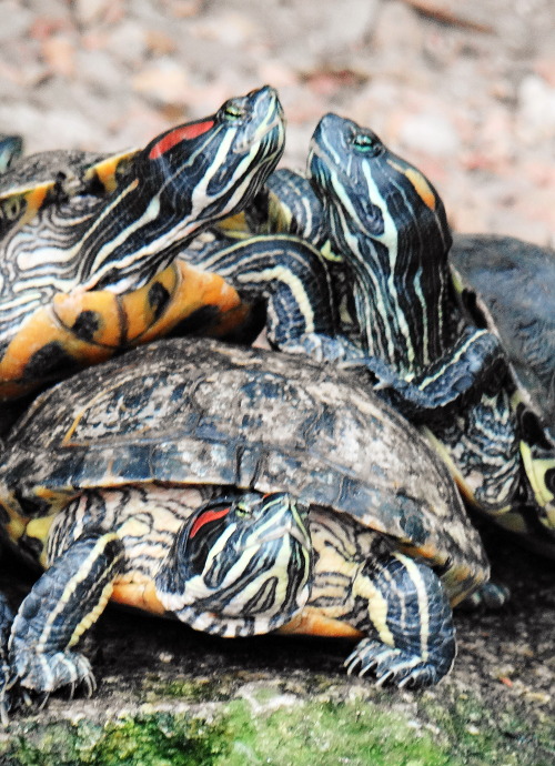 temarcia: Red-eared sliders