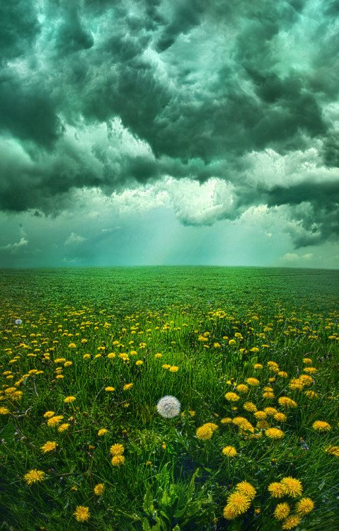 floralls: Wisconsin Horizons by Phil Koch