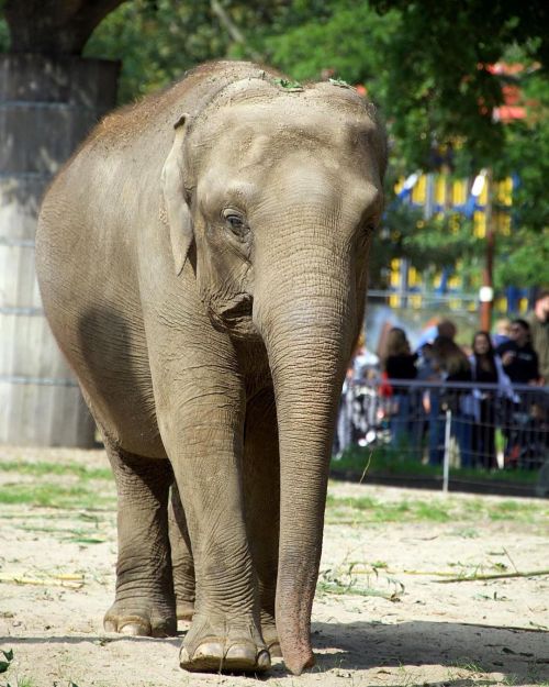 Here we see a packy from the Berlin Zoo, as she takes a relaxing stroll while the friendly zoo goers