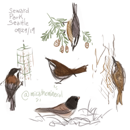 I’m gonna try and do semi-regular ‘birds I saw today’ as a visual journaling&hellip; thing. here are