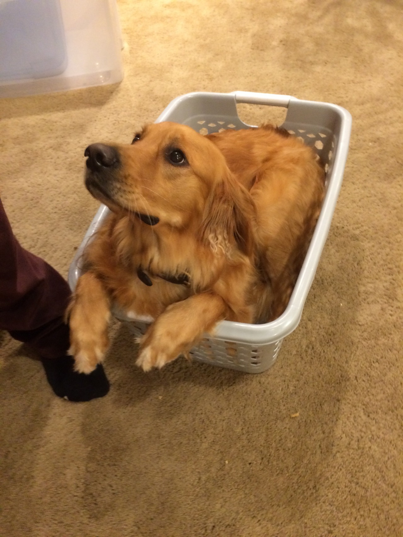 ellsari:  My bro has the cutest dog. I don’t know why she’s in the laundry basket