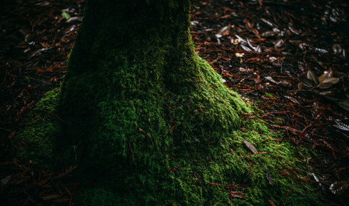 Redwood Tree Trunk by craiglkirk on Flickr.