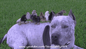 tenaflyviper:  Oh my god, what a vicious animal. Look at it brutally and savagely
