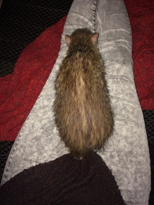 techno-gal:goldstepstuff:hedgehogsofasgard:What a weird catI’m sorry everyone, my husband is weird t