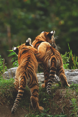 Awww baby tigers 😍😍