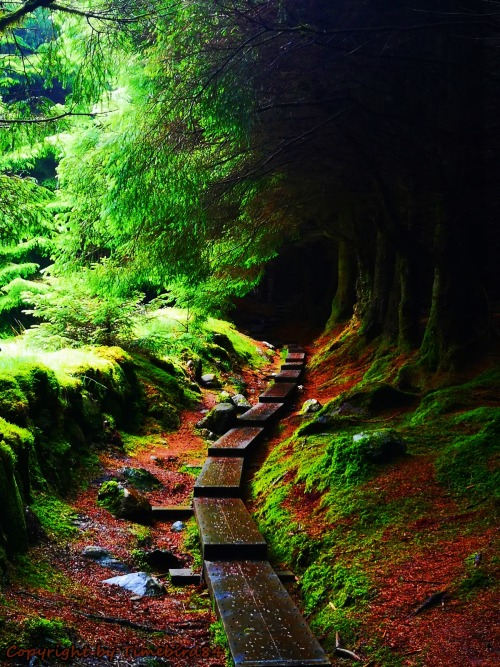 allthingseurope:  Ballinastoe Woods, Co. Wicklow, Ireland © by Timebird84