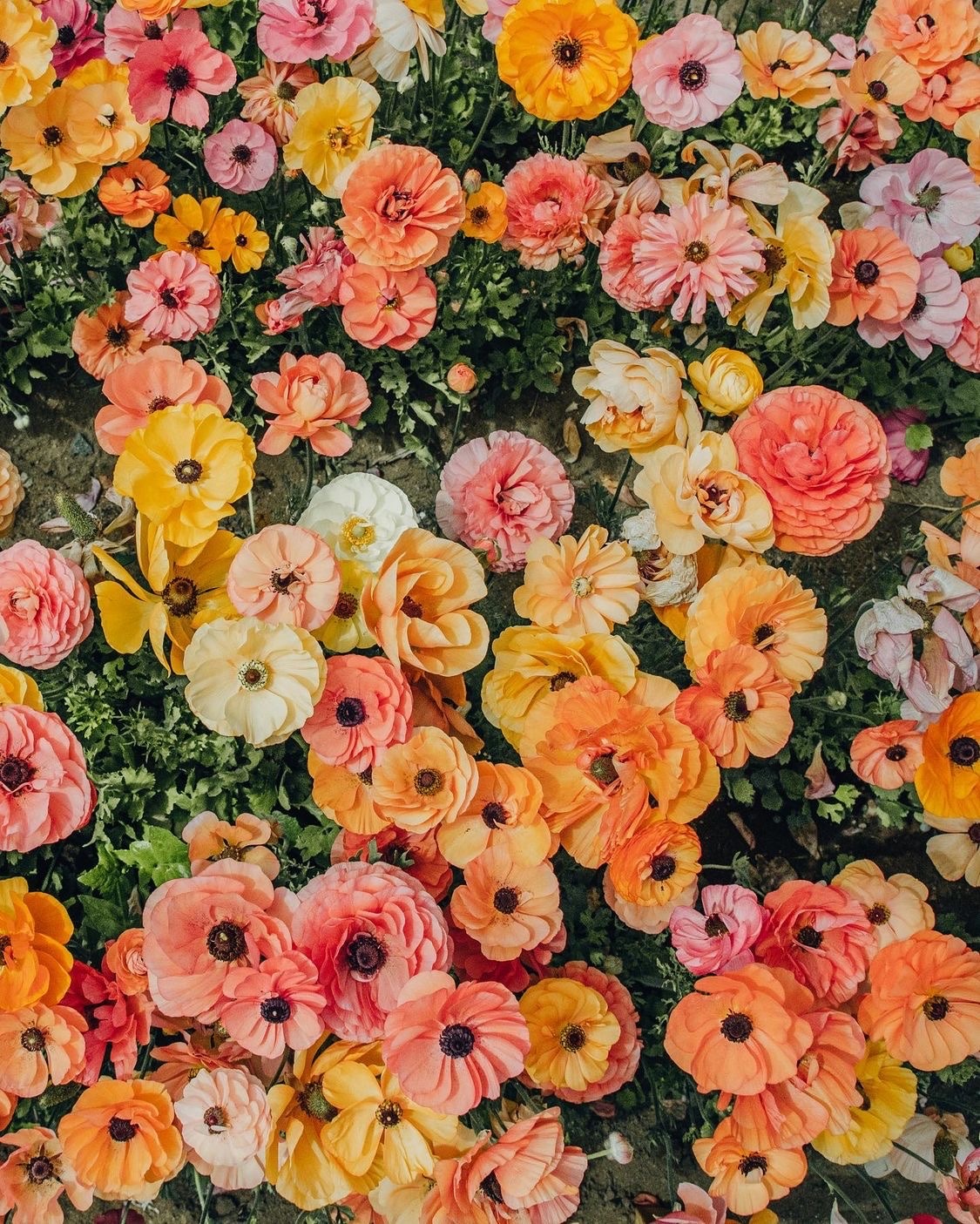 fleur-aesthetic:instagram | ariellevey 