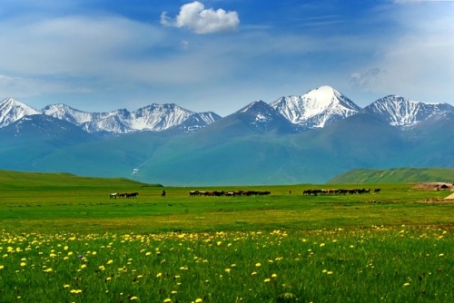 Spring Of Tianshan (The Heavens Mountains)