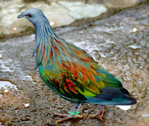 sixpenceee:The Nicobar Pigeon is the closest living relative to the dodo. A large, mainly ground-dwe