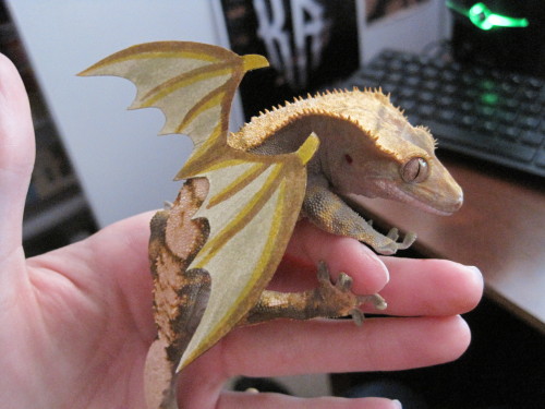 pumpkinfishes:  just hangin’ out with my crested gecko BABY DRAGON 