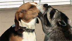 waitingfortheworldtoburn:  Kiss me damn it