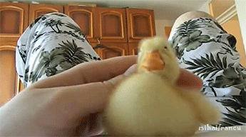 kiwious-deactivated20180313:  I Are Cute Duckling AWW & I Am a Cute Duck AWW 
