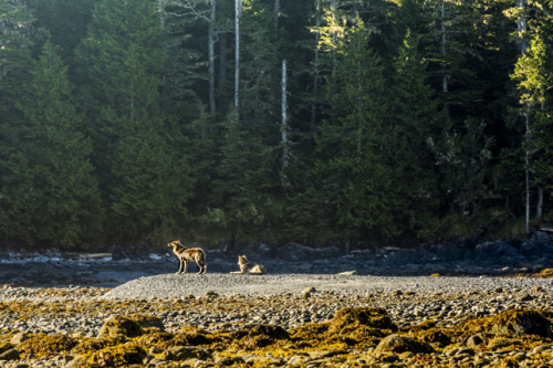 wolveswolves:  Photographer zooms in on the unique coastal wolves of British Columbia  Wolves living on the coastline of the Pacific Northwest are so specialized that they are considered an unofficial subspecies of the Gray wolf (Canis lupus). Conservatio