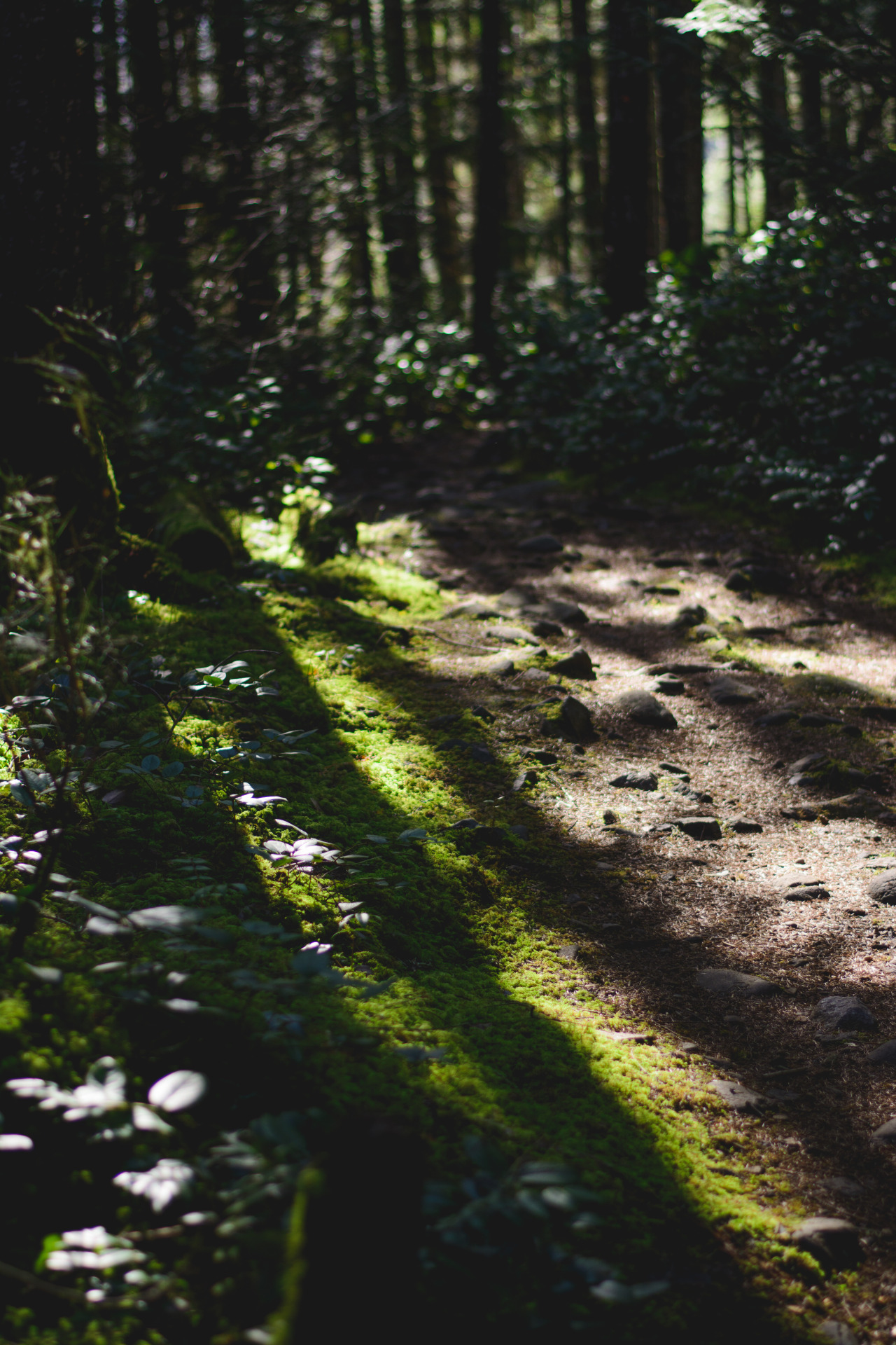 darkcoastphotography:  Haslam Trail, TransCanada Trail, Vancouver Island, British
