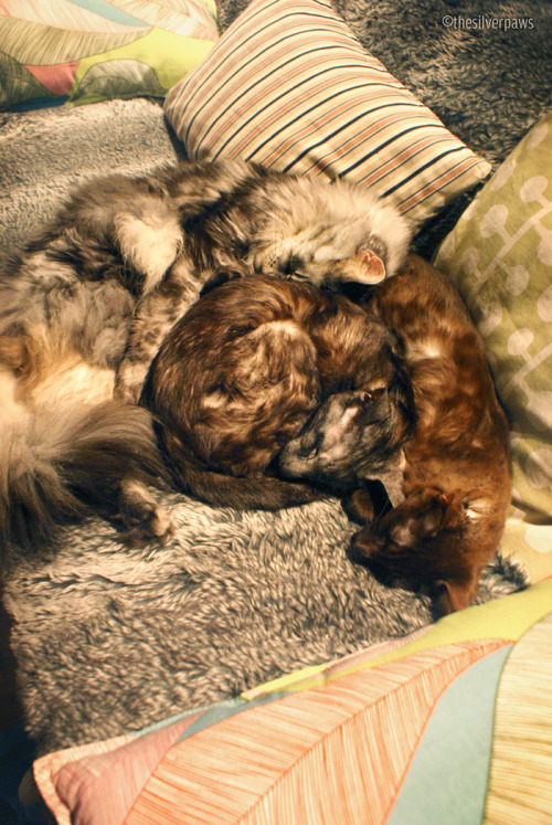 thesilverpaws: memprime: Aww, it’s great to know that all your cats get along.  :D Yeah, 