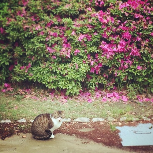 ネコとツツジ #ねこ #ねこ部 #花 #cat (Osaka Castle)