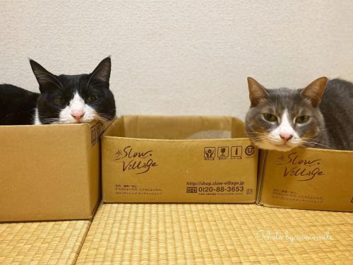 2022.1.4 土曜日 ハチくん。 滅多に箱猫にならないのに•• 入ってたよ 1つ空けたのは なんか意味あるんかーい #猫のいる暮らし #にゃんだふるらいふ #にゃんすたぐらむ #ニャンスタグラム 