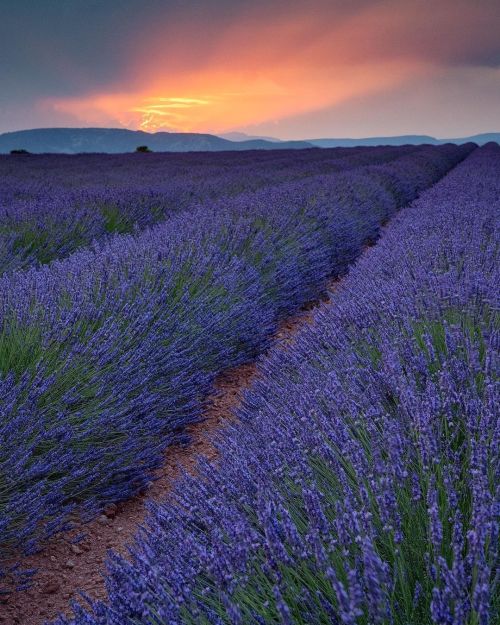 schieflicht:Lavendel in der Provence. #lavande #lavender #lavendel #valensole #bloom #sunset #sundow