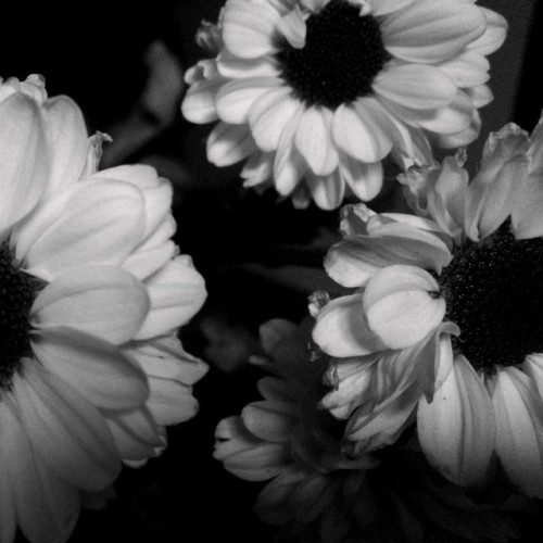 B/W Still. Simplicity#b/w #floral #petals #shadows #peggyderosephotography