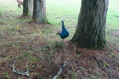 lazyevaluationranch:  11/2 Today Goofus the Peacock killed a mouse and instead of eating it right away, decided to wander around the pasture carrying it in his beak. The feral cats always appreciate dead-rodent-based performance art, so they followed