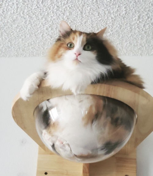 yoomsthefool:yoomsthefool:i spent winter putting up all these platforms on my walls for my cat and my biggest investment was these glass bowls made for cats to squish themselves into and it is easily the best idea I’ve hadwait omg i forgot the best