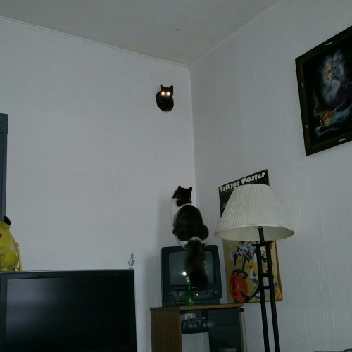 flecksofpoppy: cosmic-ink: psychosomatic86: xalev: mmilhouse: its here VOID CAT HAS ENTERED YOUR EST