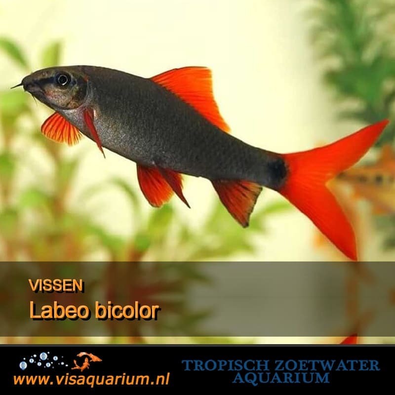 Aquarium vissen : Labeo bicolor
#aquarium #vissen #aquariums #aquariumvissen #visaquarium #aquaria 🐠
https://www.instagram.com/p/BstH7ZjglxA/?utm_source=ig_tumblr_share&igshid=1tvv1qjizn7ny