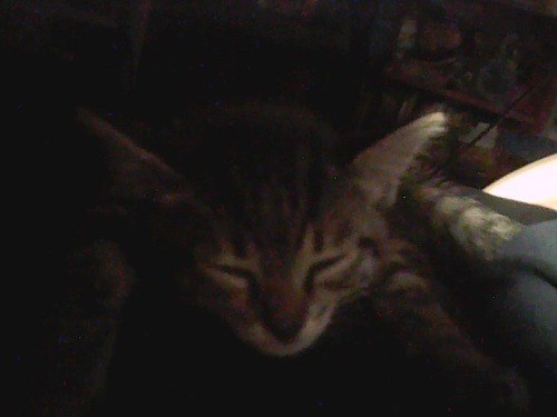 oK so I brought the kitty home today!! somebody wants to give name suggestions for