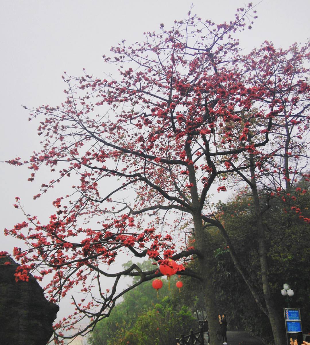 Untitled 木棉花盛开噶季节 好靓 靓到想爬上树 Contton Kapok 木棉花 Untitled 木棉花盛开噶季节 好靓 靓到想爬上树 Contton Kapok 木棉花