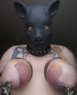painsoles:  fat-disgusting-pig:  Beat me!  A pig is only good if it’s in pain and purple. If your pig does not hate life, you’re doing it wrong.