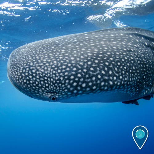 noaasanctuaries:Fun fact: Did you know whale sharks are actually whales? April fools! These gen
