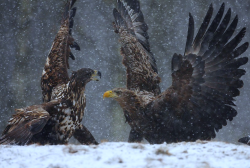 Nubbsgalore:  White Tailed And Golden Eagles Do Battle Under Heavy Snowfall. Photos