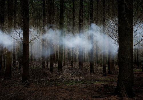 kateoplis:Ellie Davies, In Between the Trees porn pictures