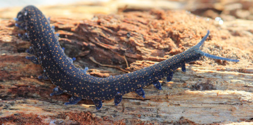 onenicebugperday: Velvert worm, New Zealand peripatus, Peripatoides novaezealandiae Velvet wor