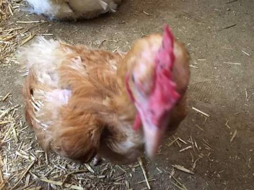 We went to a rescue barn for my mom’s birthday (which was a few days ago but the place is only open on Sundays) ‘cause she loves cows. So here’s some pictures of some of the cuties we met